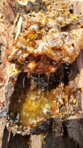 ​酸蜂适合在哪些地方养殖（酸蜂蜜作用与功效）