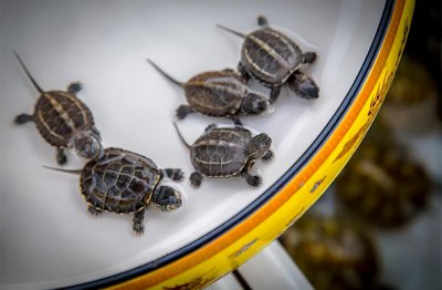 ​乌龟可以吃鱼饲料吗（宠物乌龟吃鱼饲料有什么危害）