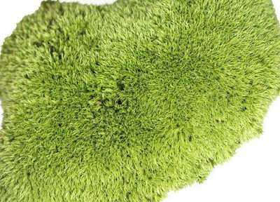 ​常见的10种苔藓植物名称及图片