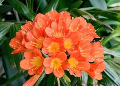 ​君子兰为什么烂根（君子兰烂根补救方法）