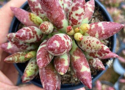 ​家里养多肉植物有何风水讲究吗？寓意好不好？