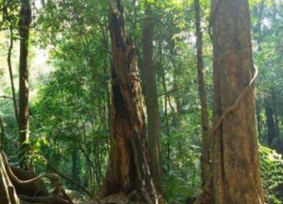 ​金丝檀木和乌金木哪个档次高些