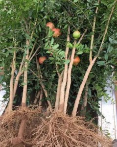 ​石榴树秋天移栽多久可活苗（一般移栽30天左右成活）