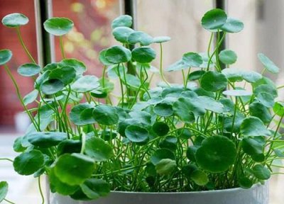 ​铜钱草的养殖方法和注意事项（重点介绍水培方法）