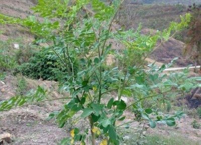 ​辣木籽树长什么样子图片（属于辣木科辣木属的植物）