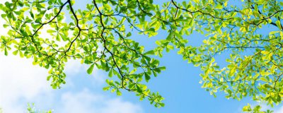 ​不负春光不负卿是什么意思