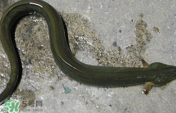 鳗鱼是海鲜吗?鳗鱼是海鱼吗 鳗鱼是海鲜吗?鳗鱼是海鱼吗