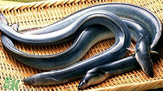 鳗鱼是海鲜吗?鳗鱼是海鱼吗 鳗鱼是海鲜吗?鳗鱼是海鱼吗