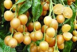 怎么腌制黄皮果?黄皮果的腌制方法 怎么腌制黄皮果?黄皮果的腌制方法