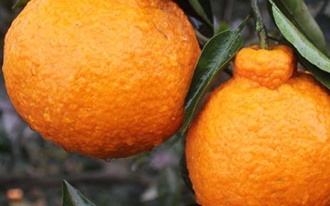 枇杷柑是丑橘吗？枇杷柑和丑橘的区别