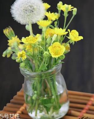 蒲公英茶怎么做?蒲公英茶做法超简单 蒲公英茶怎么做?蒲公英茶做法超简单