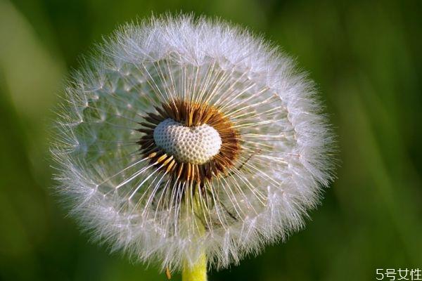 蒲公英可以减肥吗 蒲公英减肥有效果吗 蒲公英可以减肥吗 蒲公英减肥有效果吗