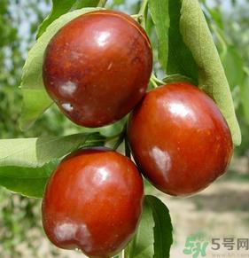 新鲜红枣怎么保存?鲜枣的保存方法 新鲜红枣怎么保存?鲜枣的保存方法