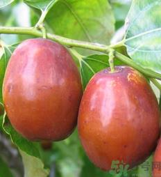 新鲜红枣怎么保存?鲜枣的保存方法 新鲜红枣怎么保存?鲜枣的保存方法