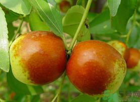 新鲜红枣怎么保存?鲜枣的保存方法 新鲜红枣怎么保存?鲜枣的保存方法