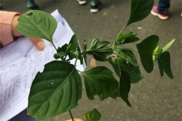 狗肝菜的功效与作用 狗肝菜怎么吃