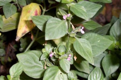 ​狗肝菜的功效与作用 狗肝菜怎么吃