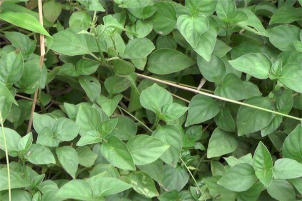 狗肝菜的功效与作用 狗肝菜怎么吃