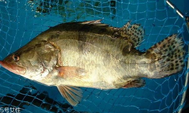 桂鱼为什么那么贵 物以稀为贵