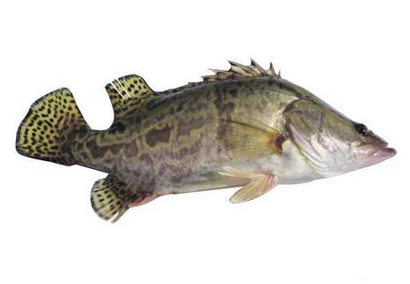 桂鱼为什么那么贵 物以稀为贵