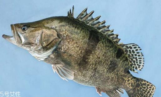 桂鱼为什么那么贵 物以稀为贵