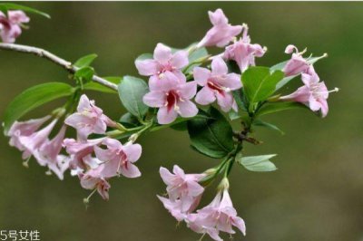 ​什么是锦带花呢 锦带花有什么作用呢