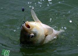 小满怎么钓鱼？小满钓鱼技巧