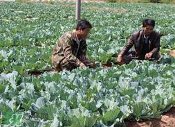 春天能种甘蓝吗?甘蓝几月份种? 春天能种甘蓝吗?甘蓝几月份种?