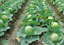 春天能种甘蓝吗?甘蓝几月份种? 春天能种甘蓝吗?甘蓝几月份种?