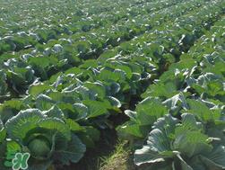 春天能种甘蓝吗?甘蓝几月份种? 春天能种甘蓝吗?甘蓝几月份种?