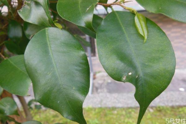 垂叶榕是一种什么植物呢 垂叶榕有什么作用呢 垂叶榕是一种什么植物呢 垂叶榕有什么作用呢