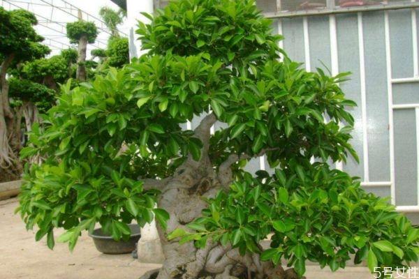 垂叶榕是一种什么植物呢 垂叶榕有什么作用呢 垂叶榕是一种什么植物呢 垂叶榕有什么作用呢