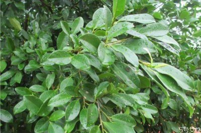 ​垂叶榕是一种什么植物呢 垂叶榕有什么作用呢