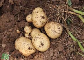 四月份可以种土豆吗?4月份可以种土豆吗? 四月份可以种土豆吗?4月份可以种土豆吗?