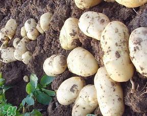 四月份可以种土豆吗?4月份可以种土豆吗? 四月份可以种土豆吗?4月份可以种土豆吗?