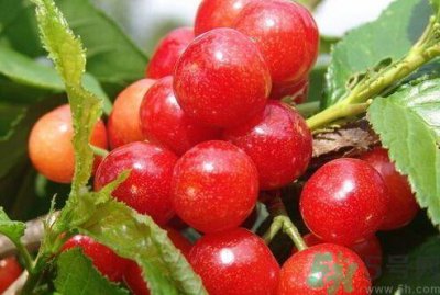 ​樱桃可以和鸡蛋一起吃吗?樱桃能和鸡蛋同吃吗?