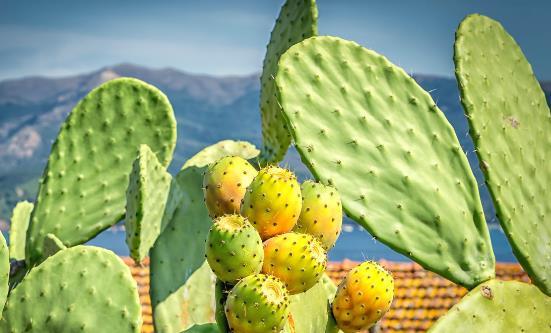 这4类花草养在家里等于不要命