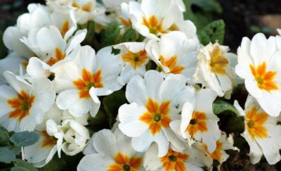 ​这四类花草养在家里等于不要命 在家养花草要避免健康隐患