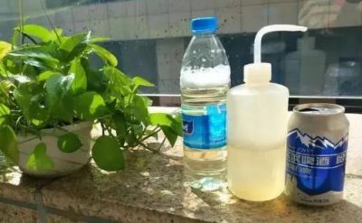 ​养花小技巧 啤酒擦拭叶片会更加翠绿并富有光泽