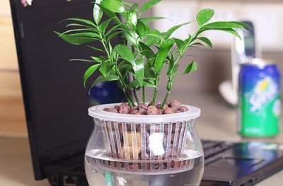 ​水培植物的养护技巧 养护水培植物的注意事项