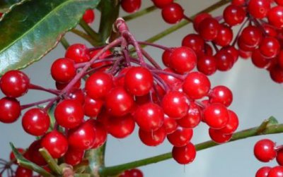 ​家庭养花 富贵籽养植技术分享