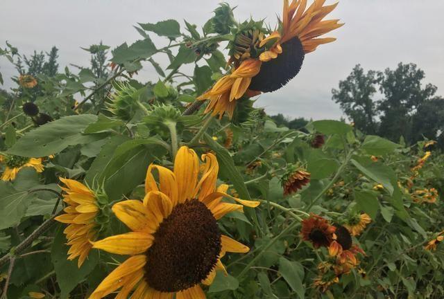 情深缘浅，奈何岁月沧桑，行也思念，坐也思念！无奈！