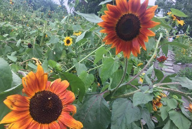 情深缘浅，奈何岁月沧桑，行也思念，坐也思念！无奈！