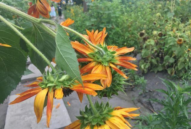 情深缘浅，奈何岁月沧桑，行也思念，坐也思念！无奈！