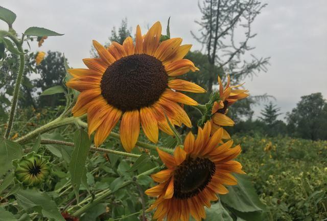 情深缘浅，奈何岁月沧桑，行也思念，坐也思念！无奈！