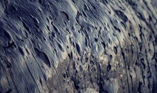 自然界拥有超级皮肤的十大动物