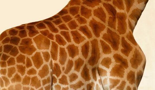 自然界拥有超级皮肤的十大动物
