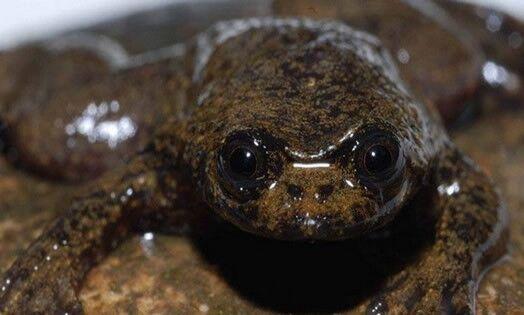 自然界拥有超级皮肤的十大动物