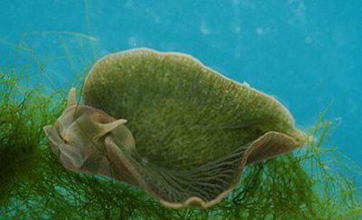 ​自然界拥有超级皮肤的十大动物