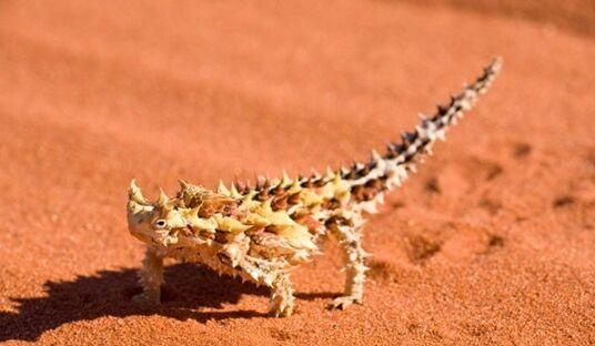 自然界拥有超级皮肤的十大动物